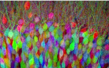 脑细胞着色创造