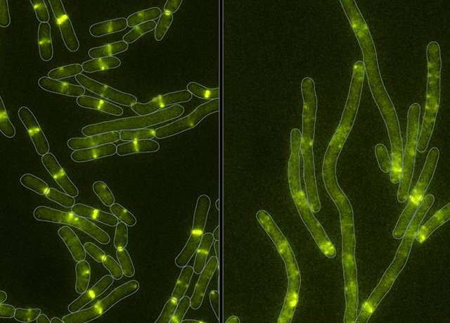 microbe-produced毒素 细菌证明可以学习新的技巧