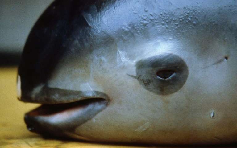 科学家发现六个濒临绝种vaquita海豚