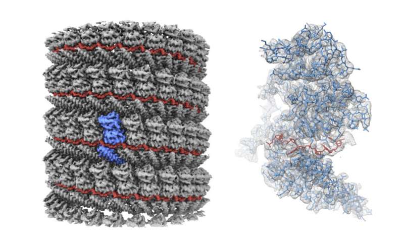Near-atomic埃博拉病毒蛋白质的分辨率模型带来更清晰的理解病毒力学