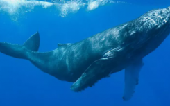 EARWAX揭示了人类如何改变鲸鱼的生命