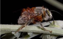寻找爱情的蜜蜂穿着寄生甲虫幼虫的“背心”