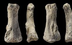 阿拉伯的第一个人类化石发现了