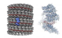 Near-atomic埃博拉病毒蛋白质的分辨率模型带来更清晰的理解病毒力学