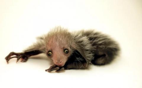 濒临灭绝的狐猴新生儿是如此丑陋它很可爱