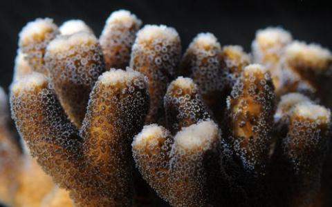 珊瑚重新调整基因以适应二氧化碳的增加