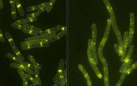 microbe-produced毒素 细菌证明可以学习新的技巧