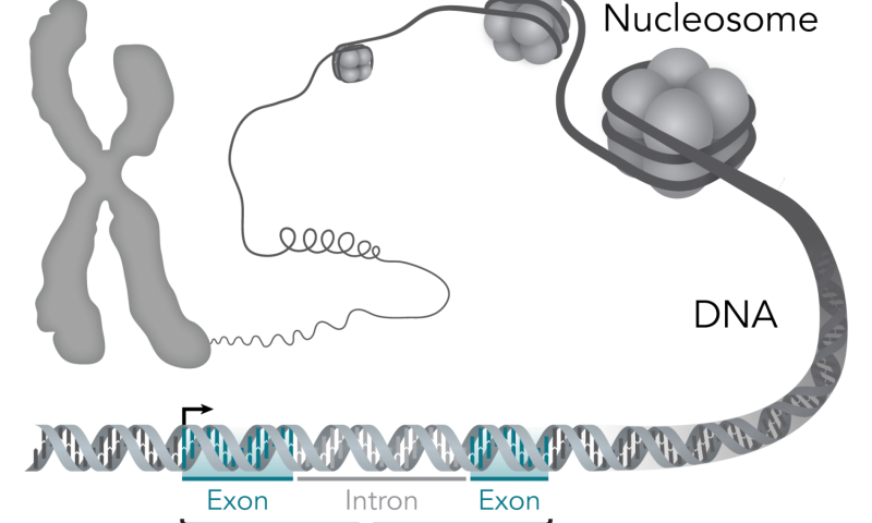 研究人员报告蛋白护送细胞分化的关键酶DNA