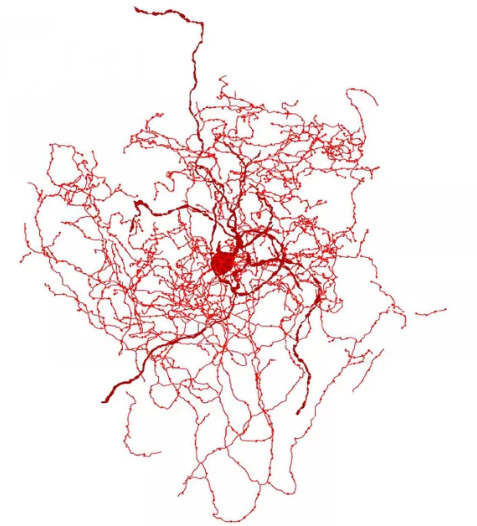 科学家在人类大脑中找到一个奇怪的新细胞：