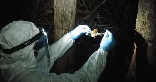 科学家在蝙蝠中发现了第六种埃博拉病毒