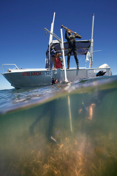 鲨鱼湾海草草甸在被海洋热浪破坏时释放出数百万吨的二氧化碳