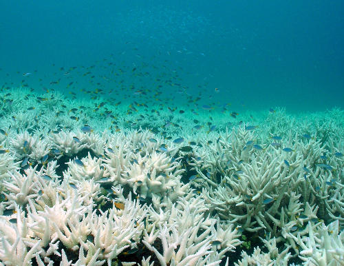 频繁的珊瑚褪色事件阻止了珊瑚礁完全恢复