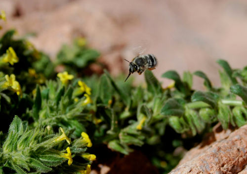 蜜蜂在西奈半岛引入野生蜜蜂和本土植物的负面影响