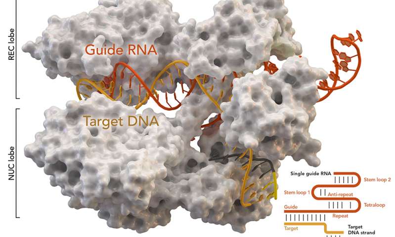研究人员修改CRISPR重组基因组