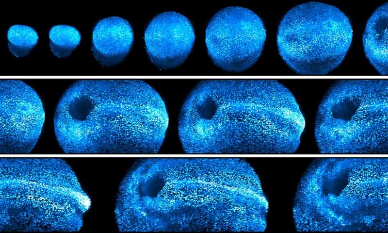 新的显微镜提供了4d观察老鼠的胚胎发育