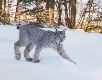雪中​​的DNA如何帮助科学家追踪难以捉摸的动物