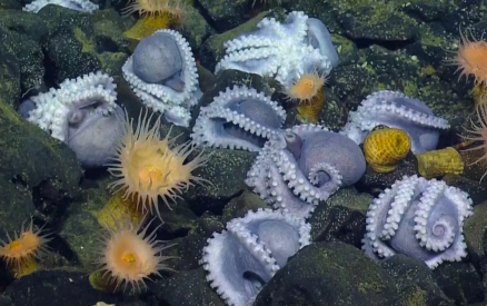 发现了世界上最大的深海章鱼苗圃