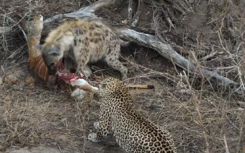 豹，鬣狗分享罕见的一餐在其他猫切入之前
