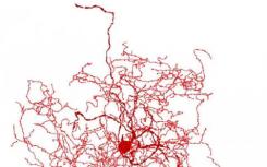 科学家在人类大脑中找到一个奇怪的新细胞：'玫瑰果神经元'