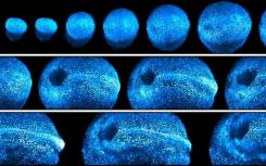 新的显微镜提供了4d观察老鼠的胚胎发育