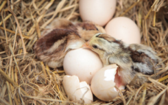 蛋壳纳米结构保护小鸡并帮助它孵化