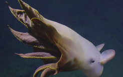 在深海拍摄的迷人的罕见的巨型章鱼