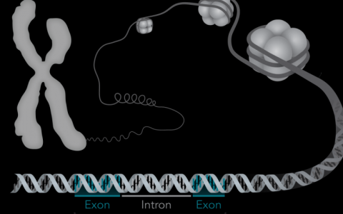 研究人员报告蛋白护送细胞分化的关键酶DNA