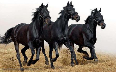 古代的博泰马匹未能通过现代驯化马的亲子鉴定