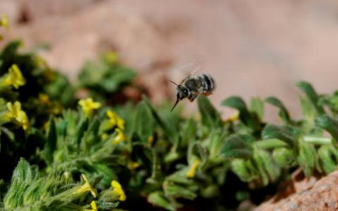 蜜蜂在西奈半岛引入野生蜜蜂和本土植物的负面影响