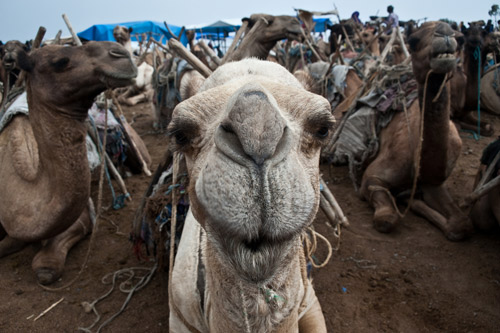 没有与骆驼或其他携带者直接接触也会发生MERS感染