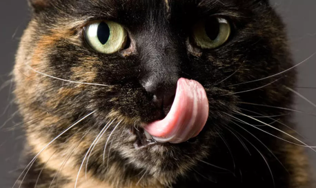 猫舌头如何工作 可以激发人类科技