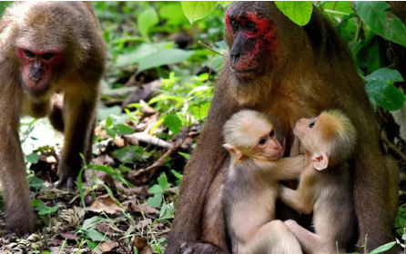 这些超级罕见的猴子双胞胎有不同的父亲