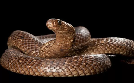 食人族眼镜蛇：雄性蛇经常吃得令人震惊