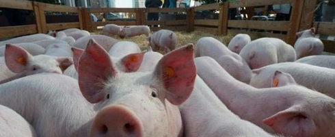 欧盟敦促会员国加强猪瘟控制