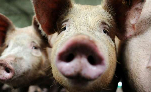 欧盟支持比利时先发制人的猪瘟屠杀