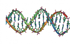 研究人员研究DNA聚合酶在分子水平上