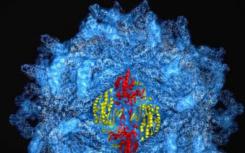 蛋白质壳包裹着病毒的基因组