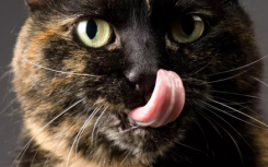 猫舌头如何工作 可以激发人类科技