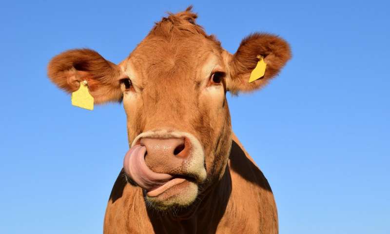 研究表明血液测试可以帮助牛的健康和生产力