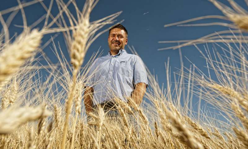 加速创新小麦基因组蓝图