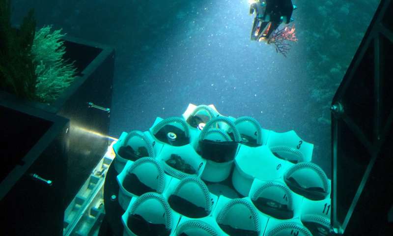 新软珊瑚物种在巴拿马被发现的