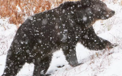 法院阻止灰熊狩猎 为什么它如此有争议