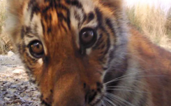 尼泊尔的老虎人口在过去十年中几乎翻了一番