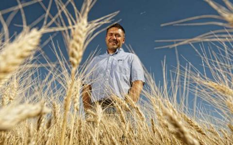 加速创新小麦基因组蓝图