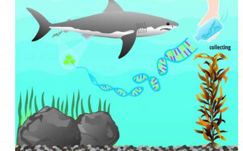 研究人员使用环境DNA检测大白鲨在当地海域的存在