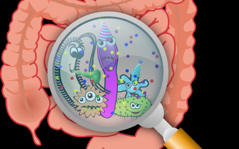 在哺乳动物进化的肠道微生物作用开始变得清晰