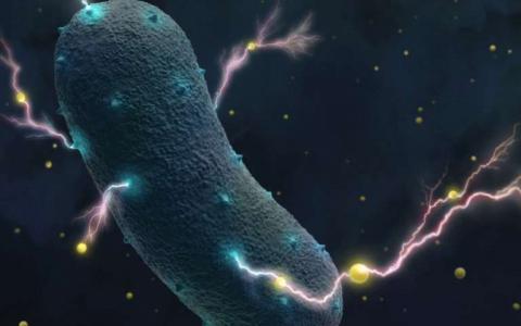 数以百计的发电细菌包括致病 益生菌和发酵细菌