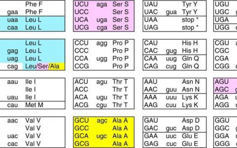 酵母的遗传密码在进化