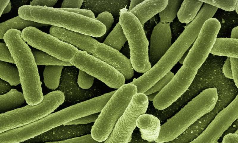 研究表明饥饿的细菌营养环境意识