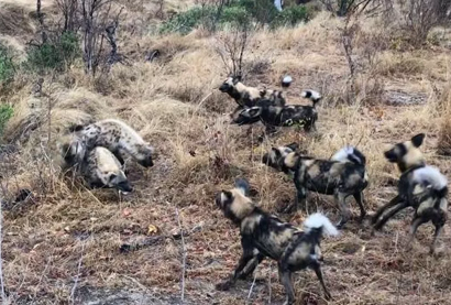 看到野狗和鬣狗面对死亡